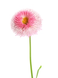 Photo of Beautiful blooming daisy against white background. Spring flower