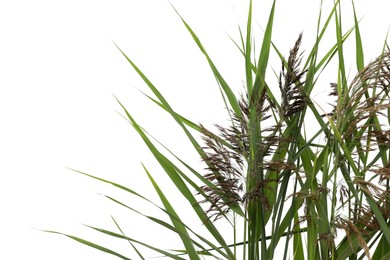 Photo of Beautiful reeds with lush green leaves and seed heads on white background, closeup