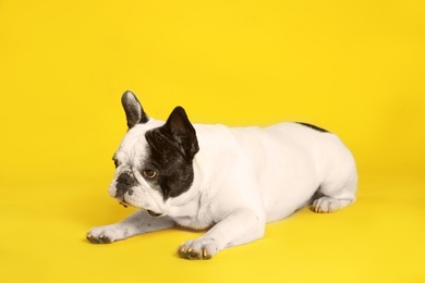 Photo of French bulldog on yellow background. Adorable pet
