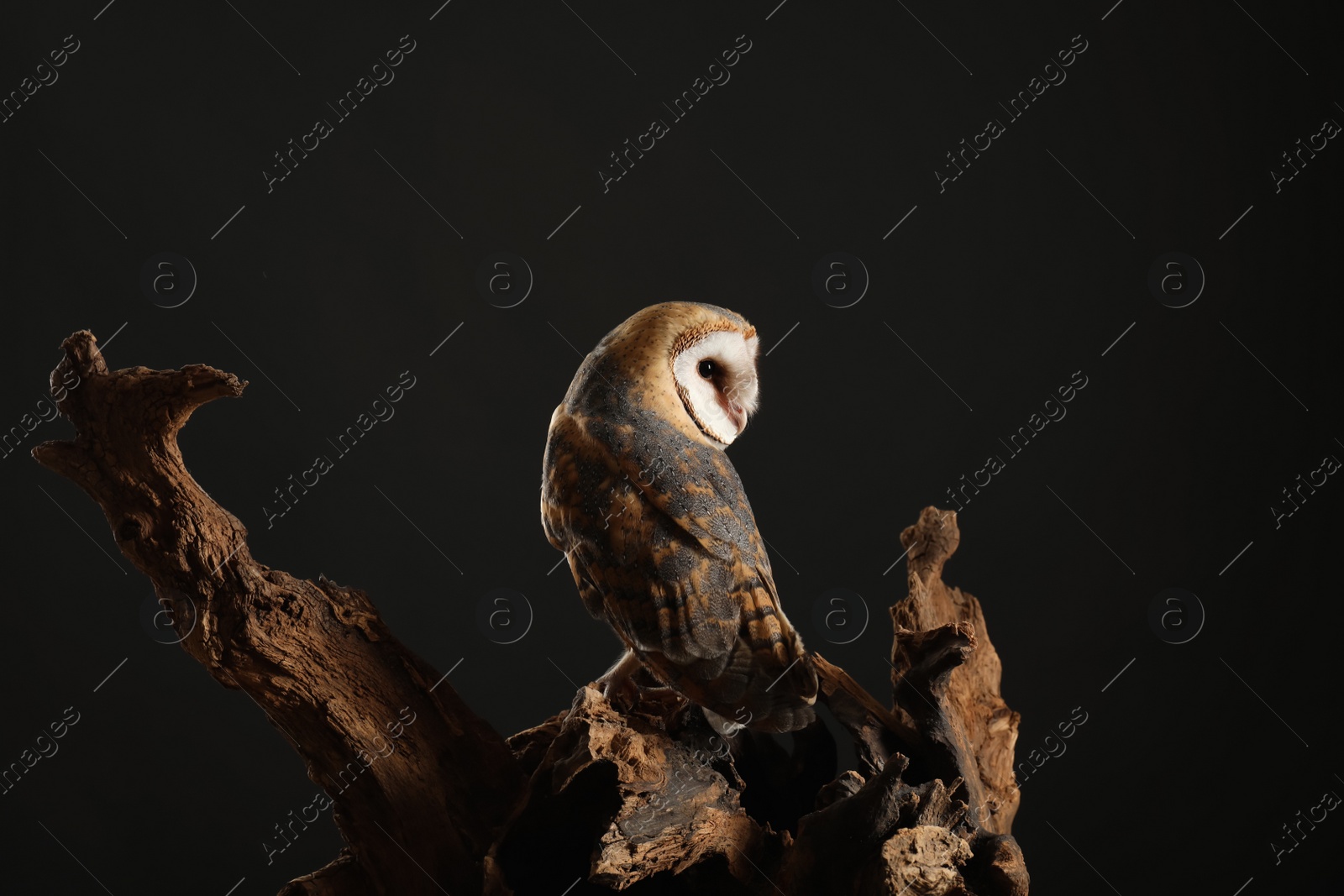 Photo of Beautiful common barn owl on tree against black background