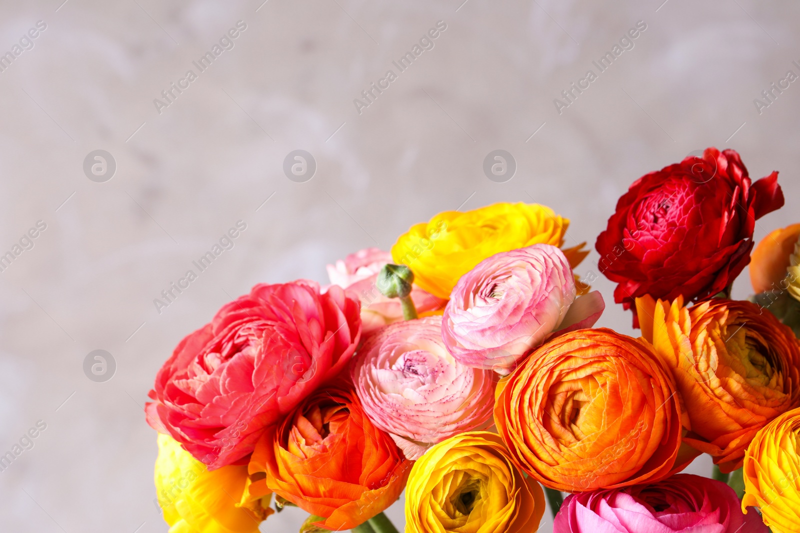 Photo of Beautiful fresh ranunculus flowers on color background, closeup. Space for text