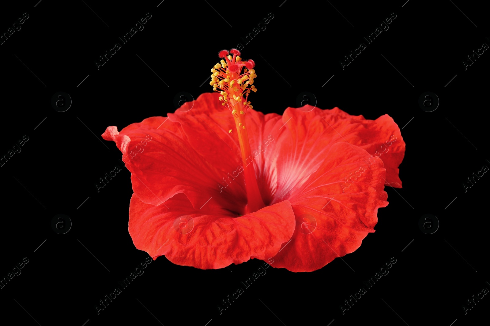 Photo of Beautiful red hibiscus flower on black background