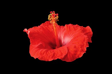 Photo of Beautiful red hibiscus flower on black background