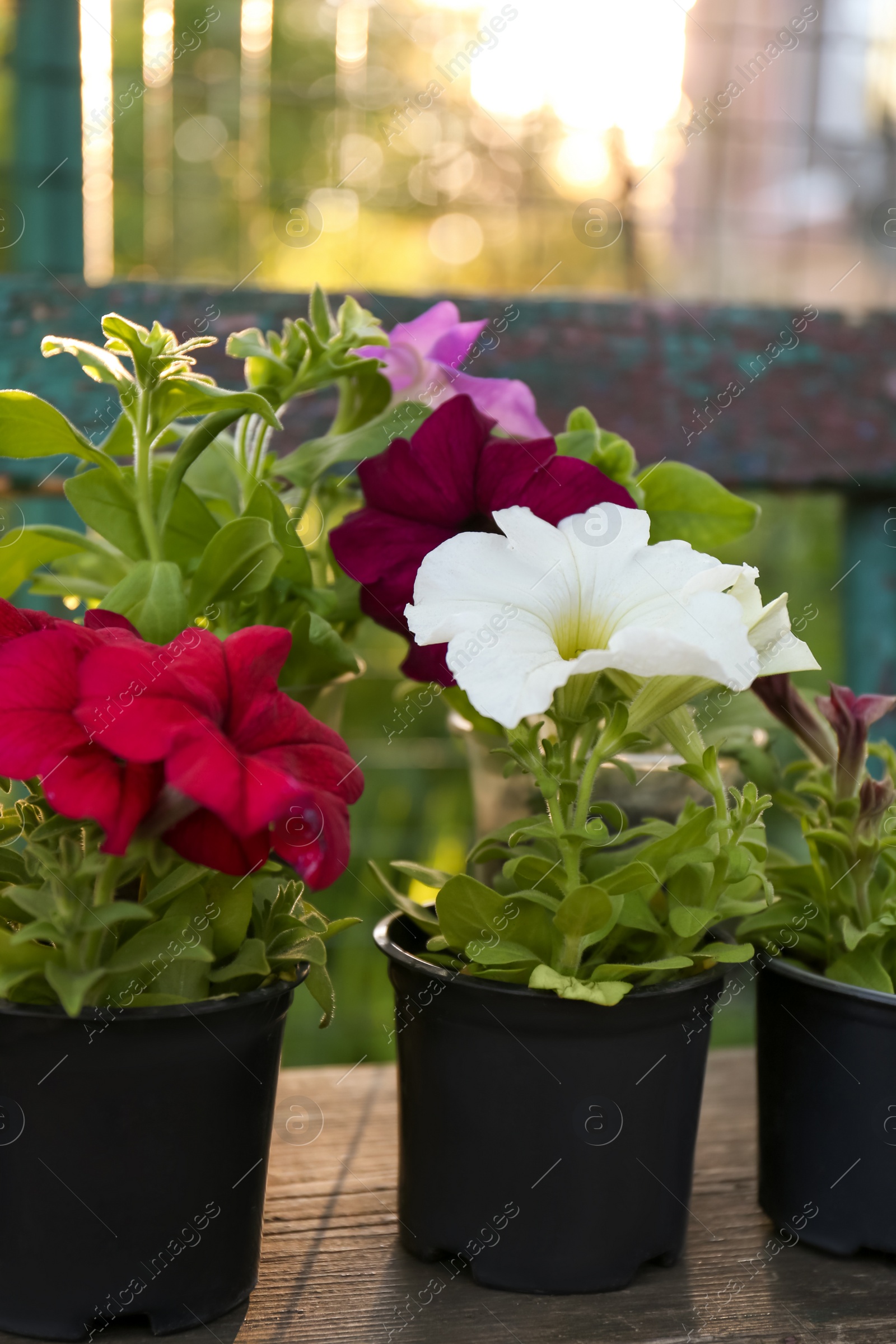 Photo of Beautiful petunia flowers in plant pots outdoors