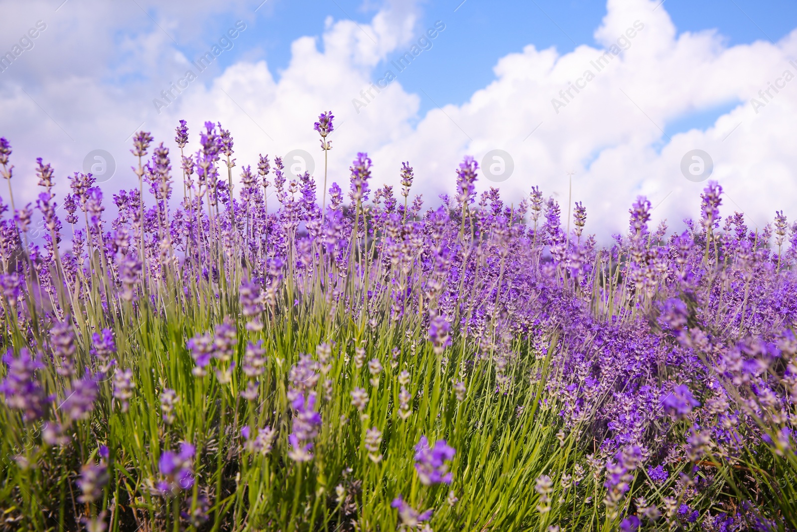 Photo of Beautiful lavender flowers growing in spring field