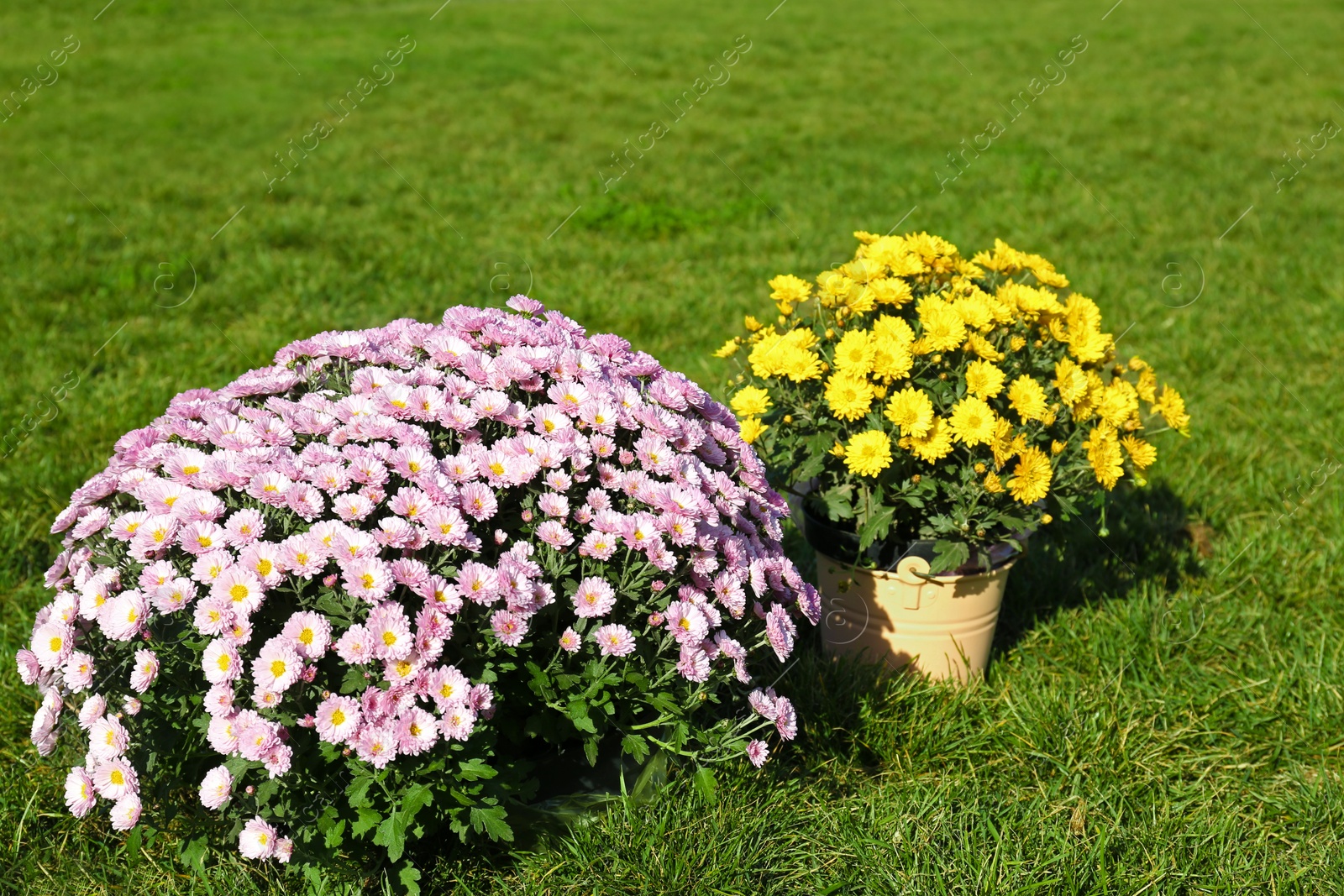 Photo of Beautiful colorful chrysanthemum flowers on green grass