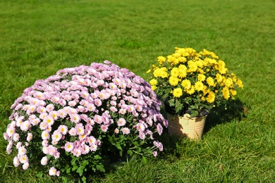 Photo of Beautiful colorful chrysanthemum flowers on green grass