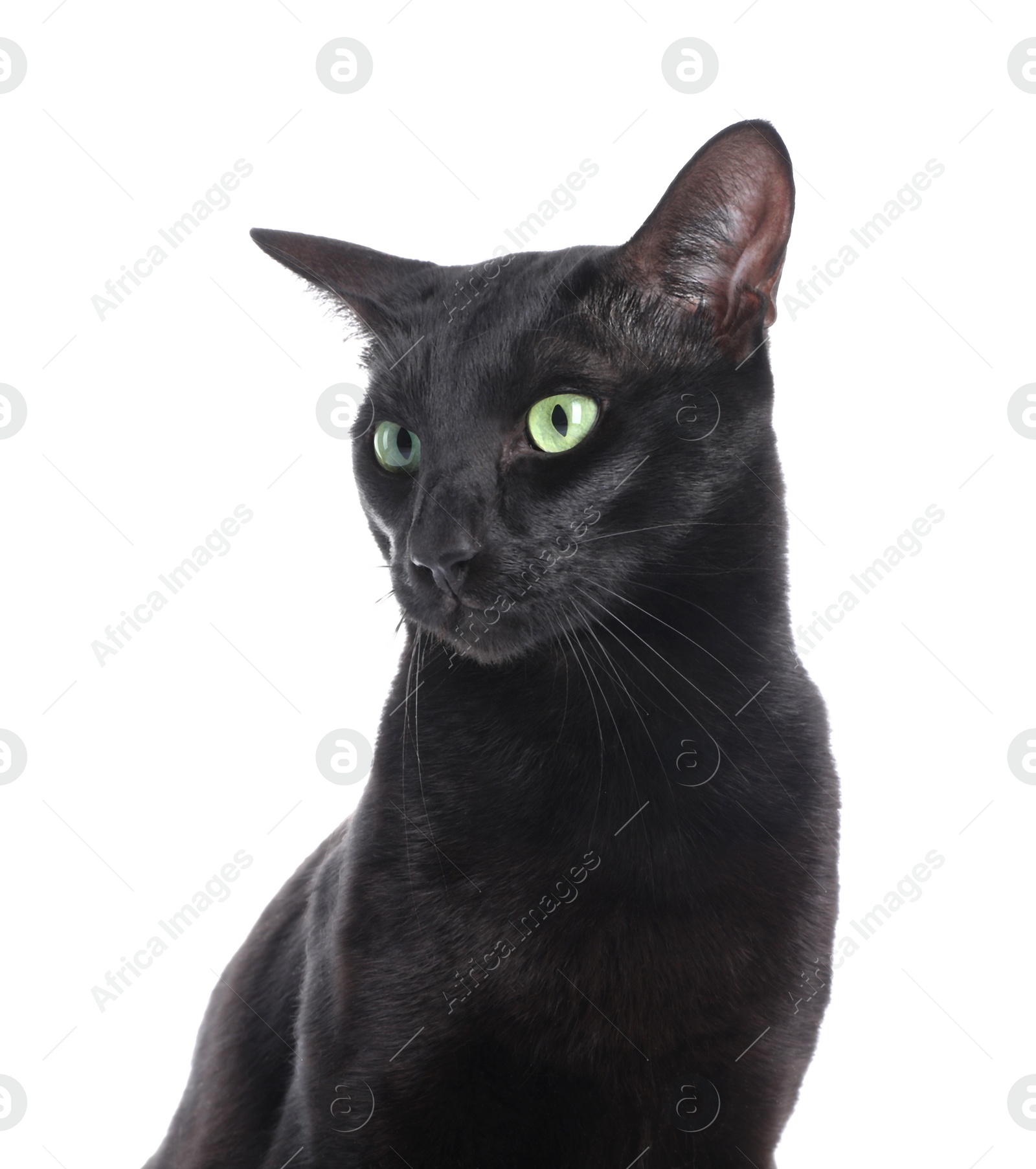 Photo of Adorable black cat with green eyes on white background. Lovely pet