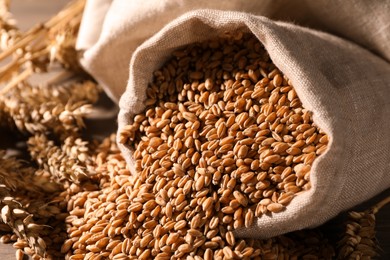 Photo of Wheat grains with spikelets on table, closeup