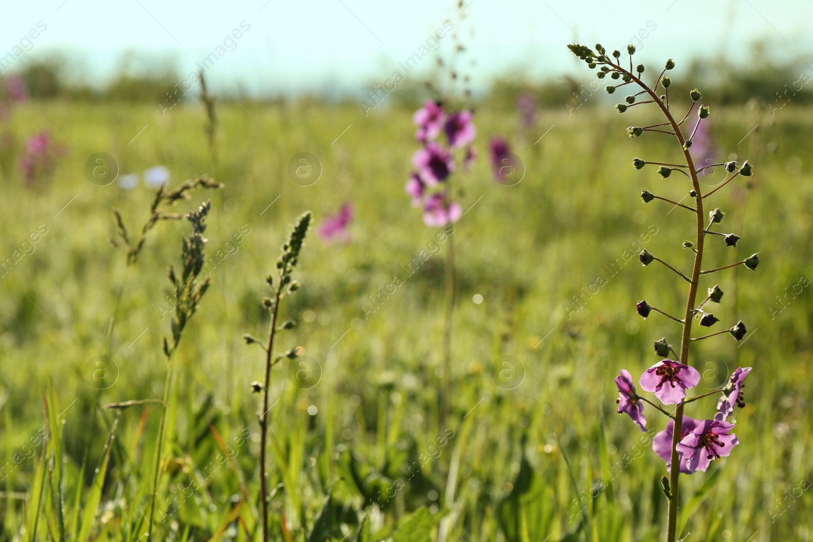 Photo of Beautiful flowers growing in meadow on sunny day