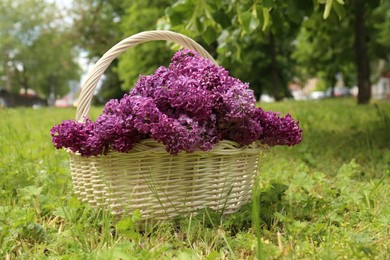 Photo of Beautiful lilac flowers in wicker basket on green grass outdoors