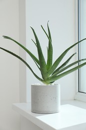 Beautiful potted aloe vera plant on windowsill indoors