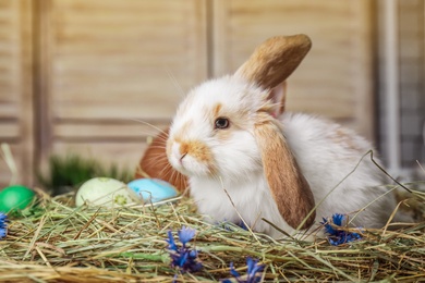 Adorable Easter bunny and dyed eggs on straw