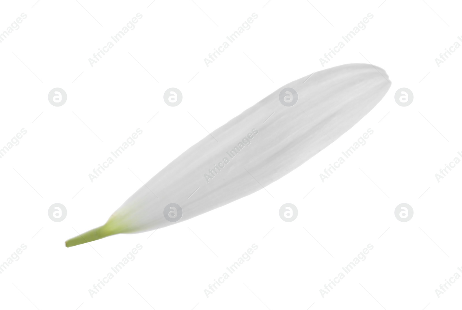 Photo of Beautiful fresh chamomile petal isolated on white