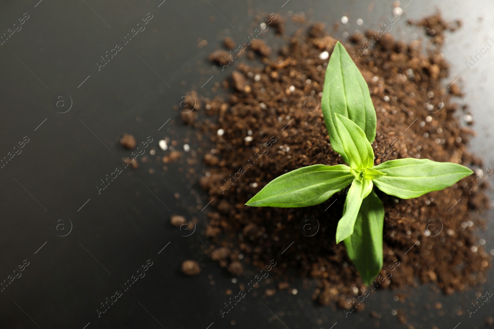 Photo of Pile of soil with young seedling on table, top view. Space for text
