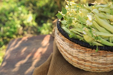 Photo of Wicker basket with fresh green beans on wooden stool in garden, closeup. Space for text