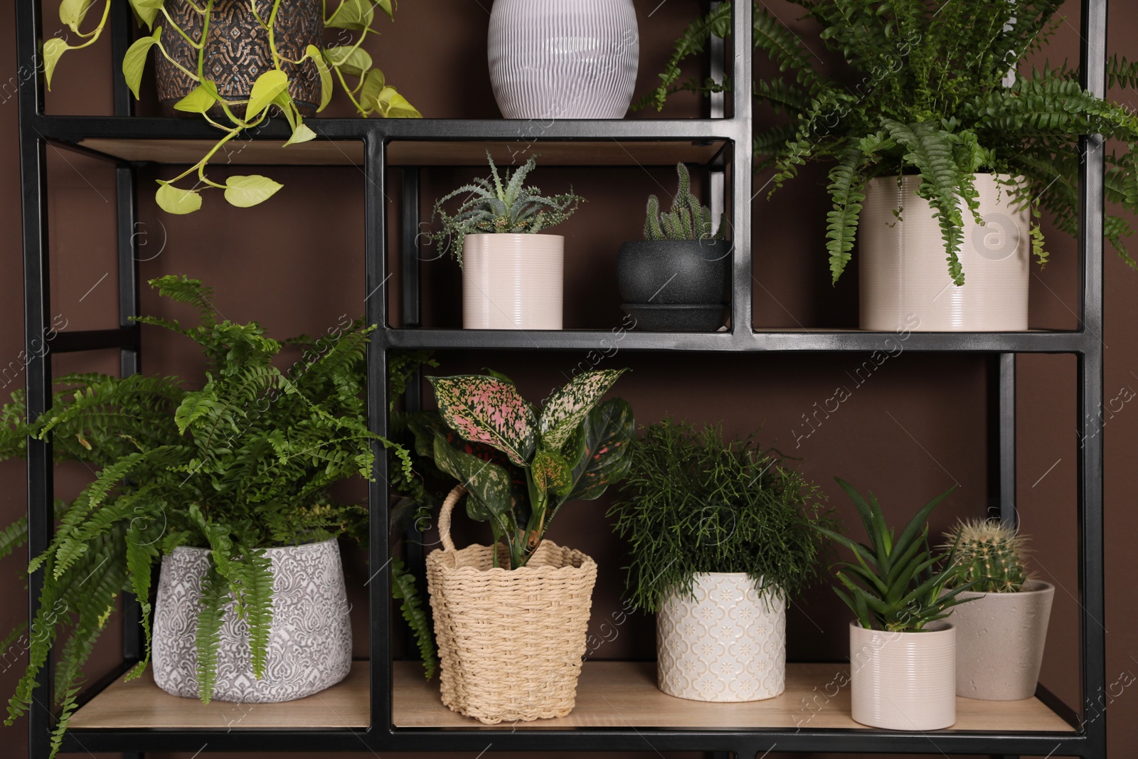 Photo of Shelving unit with many beautiful houseplants near brown wall