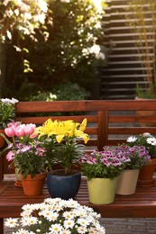 Many different beautiful blooming plants and wooden bench outdoors