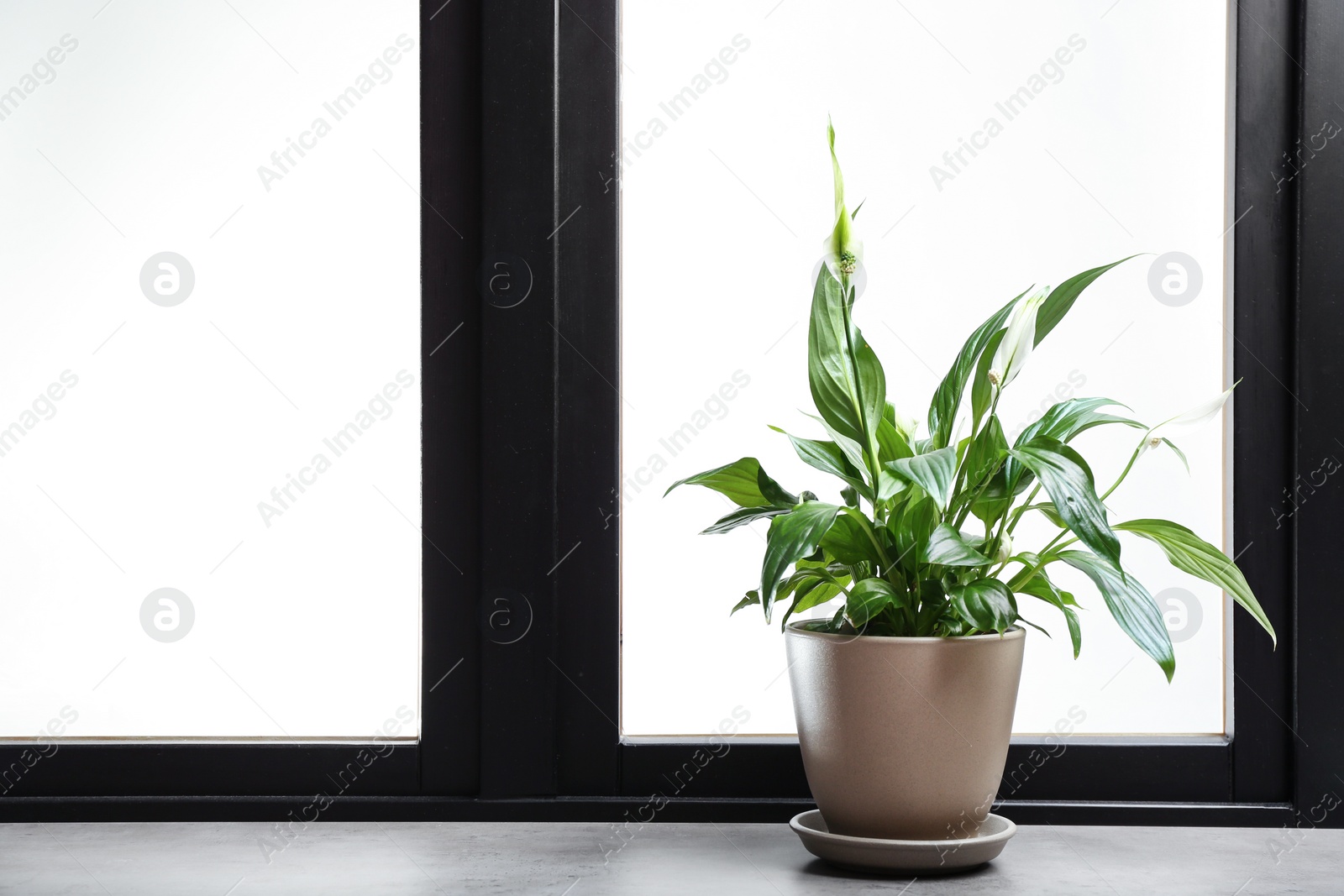 Photo of Pot with peace lily on windowsill, space for text. House plant