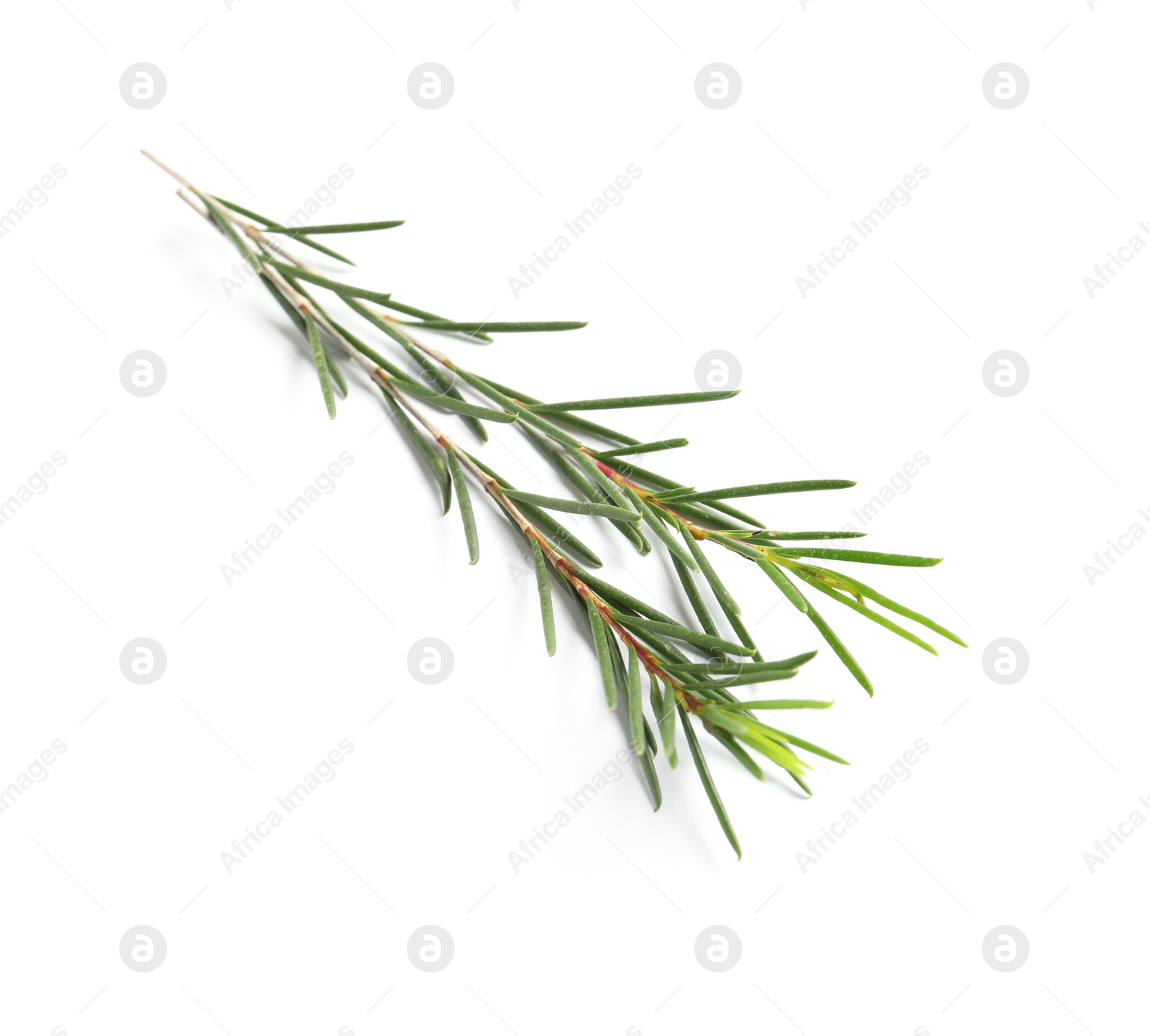 Photo of Branch of tea tree on white background. Natural essential oil