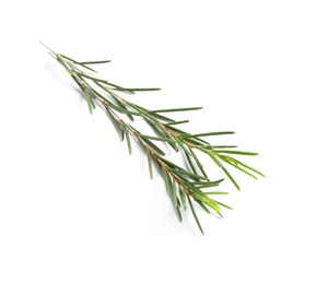 Branch of tea tree on white background. Natural essential oil