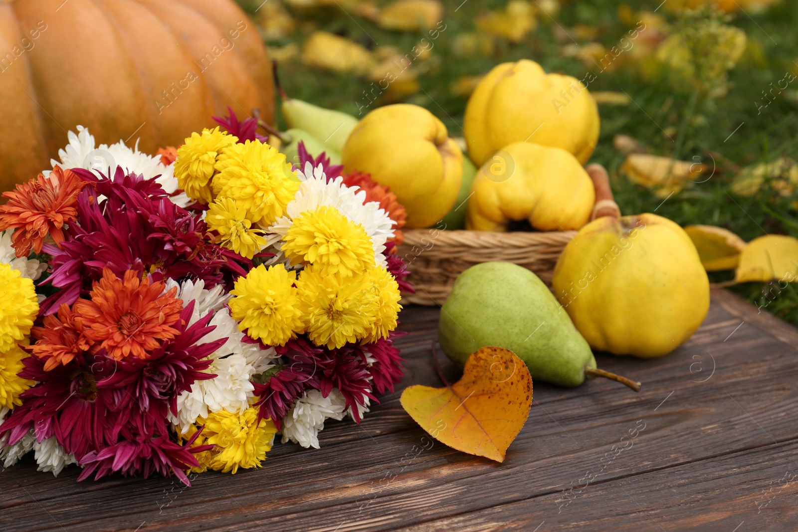 Photo of Composition with beautiful chrysanthemum flowers on wooden board outdoors