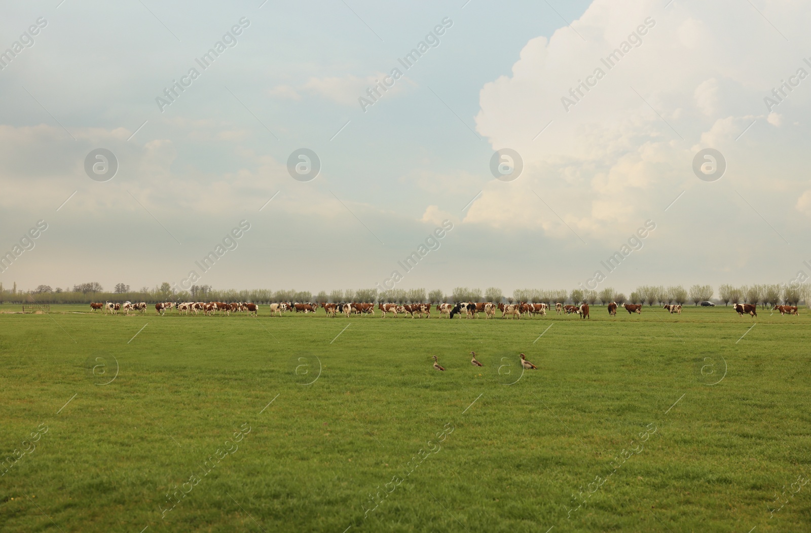 Photo of Herd of cows grazing on pasture. Farm animal