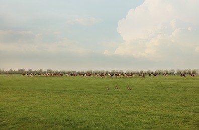 Herd of cows grazing on pasture. Farm animal