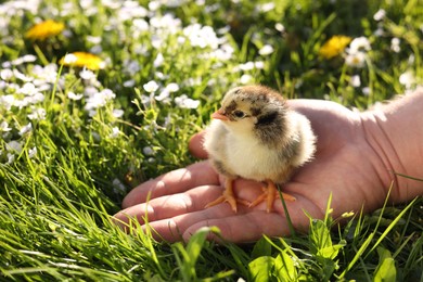 Photo of Man with cute chick on green grass outdoors., closeup. Baby animal