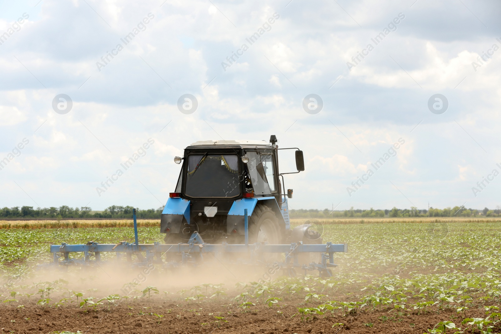 Photo of Modern tractor cultivating field of ripening sunflowers. Agricultural industry