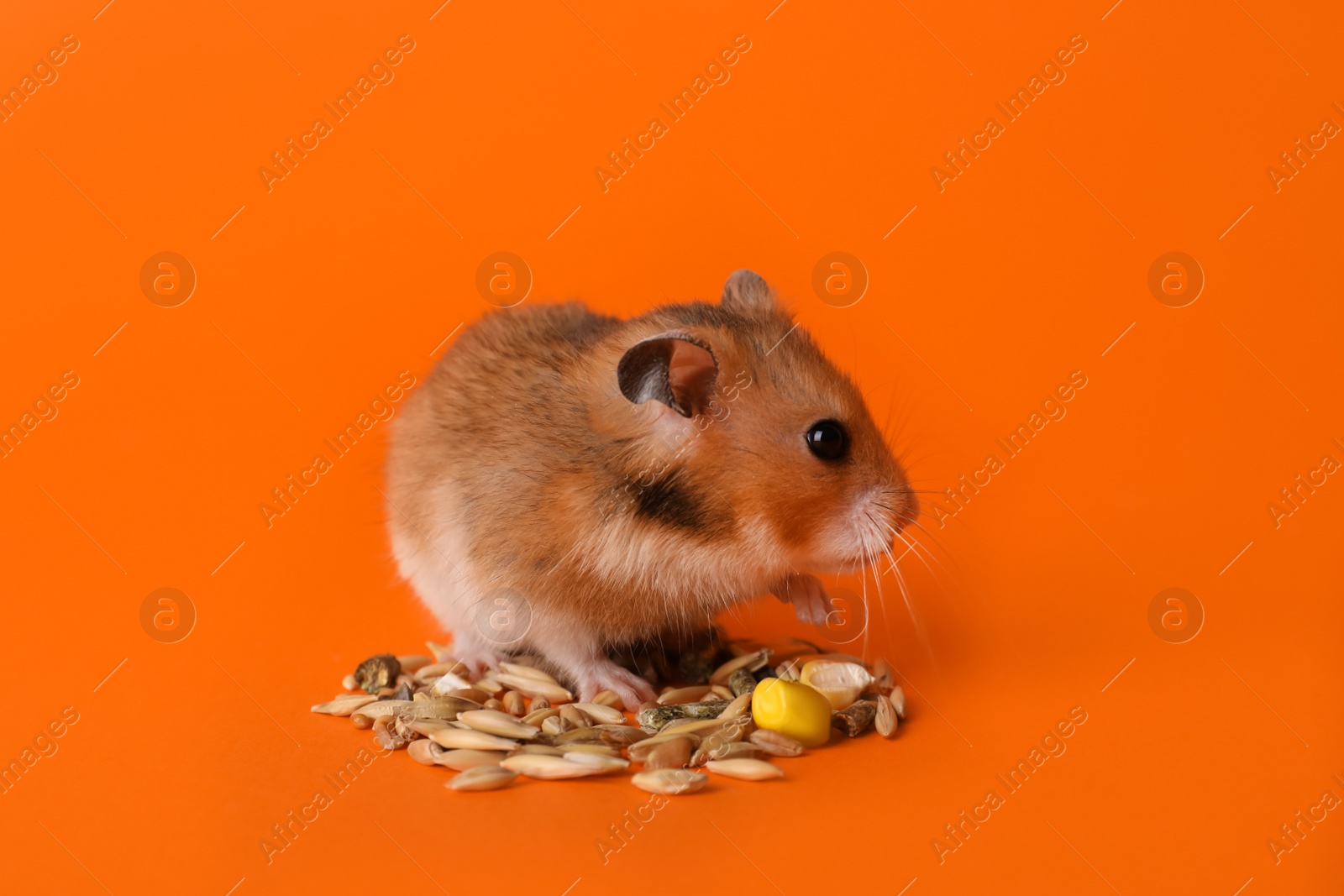 Photo of Adorable hamster and pile of seeds on orange background