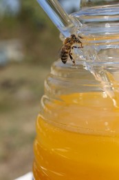 Photo of Bee on glass jar with delicious fresh honey, closeup