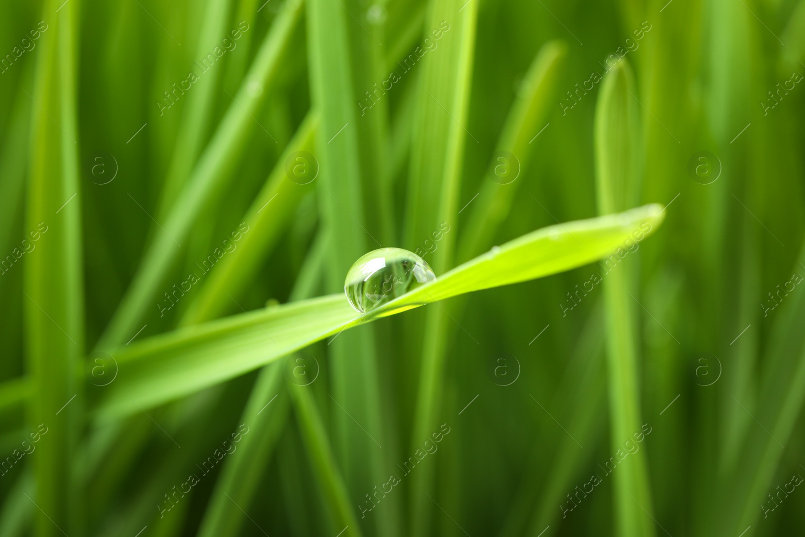 Photo of Water drop on grass blade against blurred background, closeup