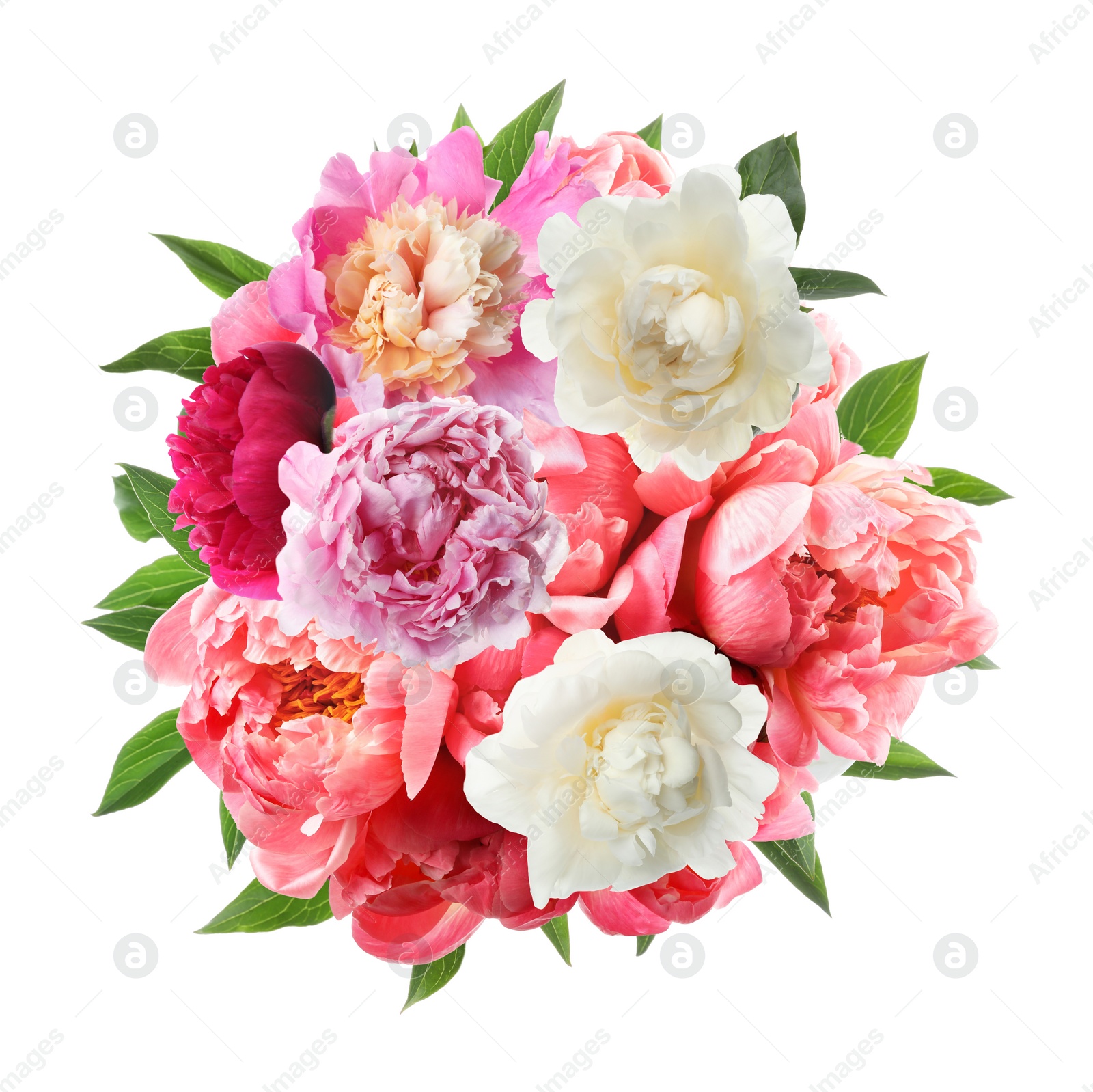 Image of Beautiful peony flower bouquet on white background