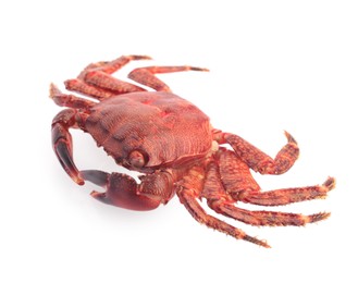 Photo of One delicious boiled crab isolated on white