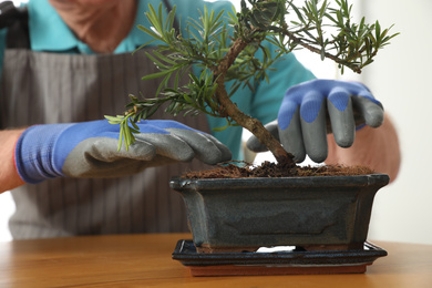 Photo of Senior man taking care of Japanese bonsai plant indoors, closeup. Creating zen atmosphere at home