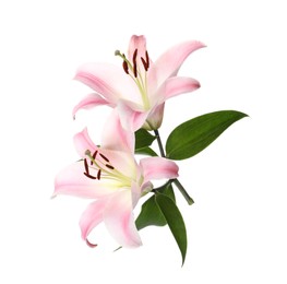 Photo of Beautiful lily plant with pink flowers isolated on white