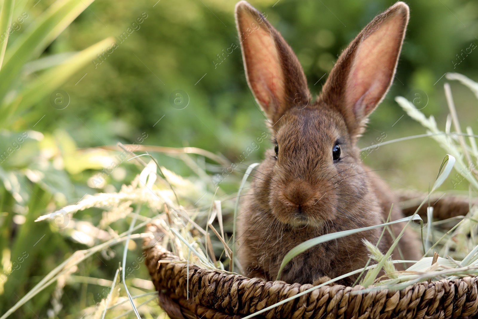 Photo of Cute fluffy rabbit in wicker bowl with dry grass outdoors. Space for text