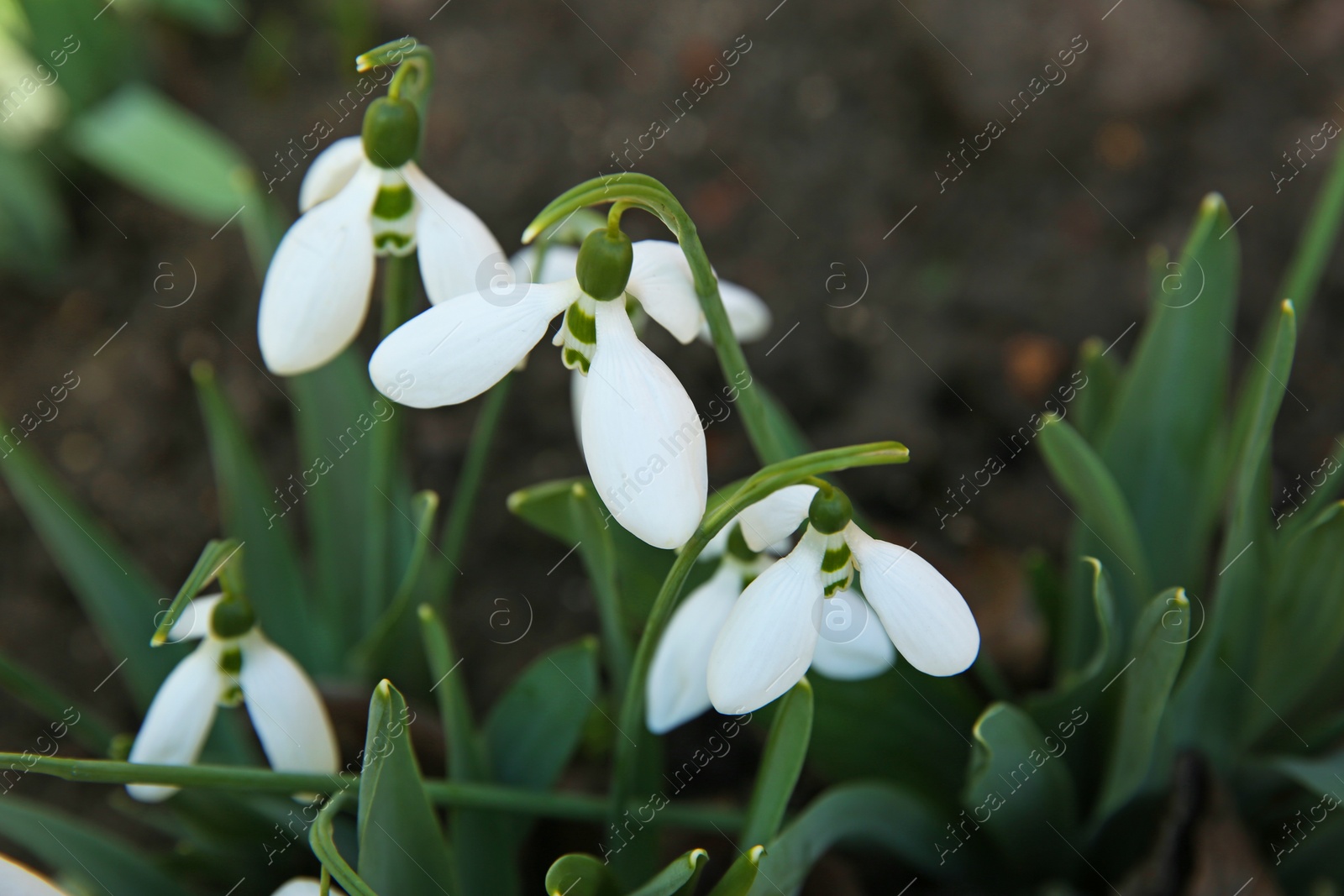 Photo of Beautiful snowdrops growing in garden, closeup. Spring flowers