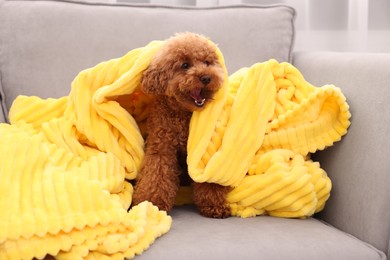 Cute Maltipoo dog covered with plaid on armchair indoors. Lovely pet