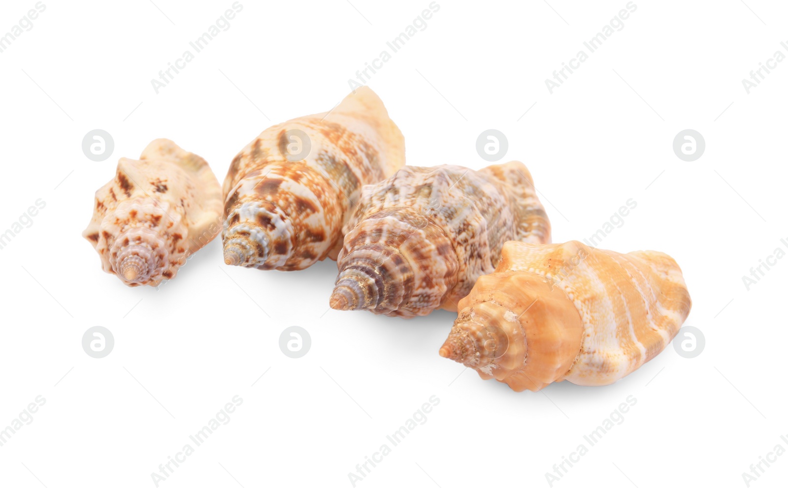 Photo of Beautiful seashells isolated on white. Beach objects