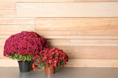 Beautiful potted chrysanthemum flowers on table near wooden wall. Space for text