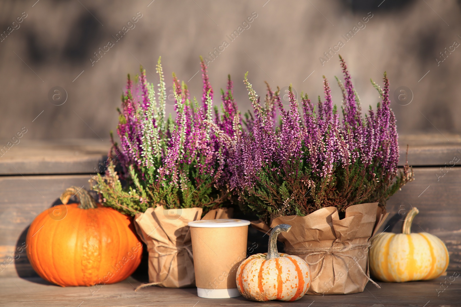 Photo of Beautiful heather flowers in pots, coffee and pumpkins on wooden surface