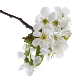 Photo of Spring branch with beautiful blossoms and leaves isolated on white