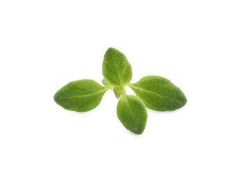 Photo of Aromatic green marjoram sprig isolated on white. Fresh herb