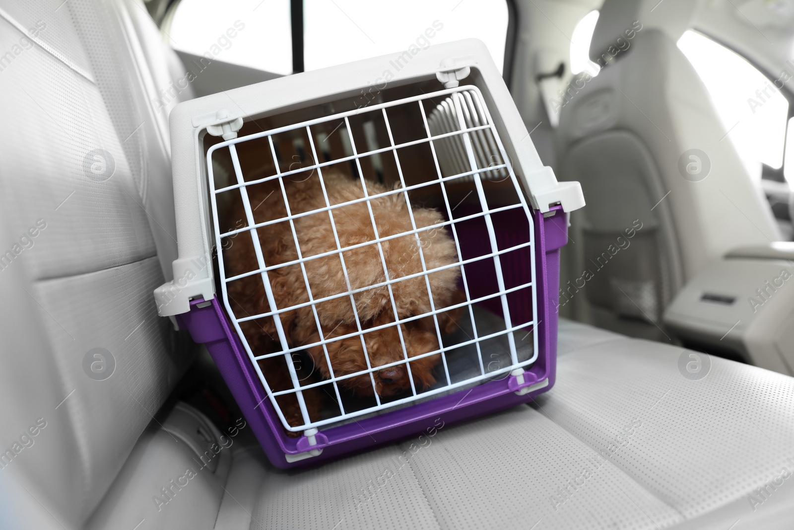 Photo of Cute dog in pet carrier travelling by car