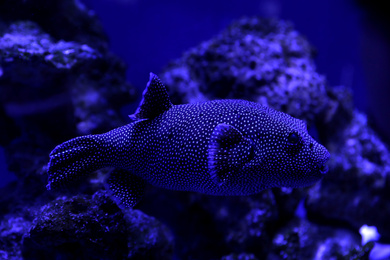 Photo of Beautiful pufferfish swimming in clear toned blue aquarium