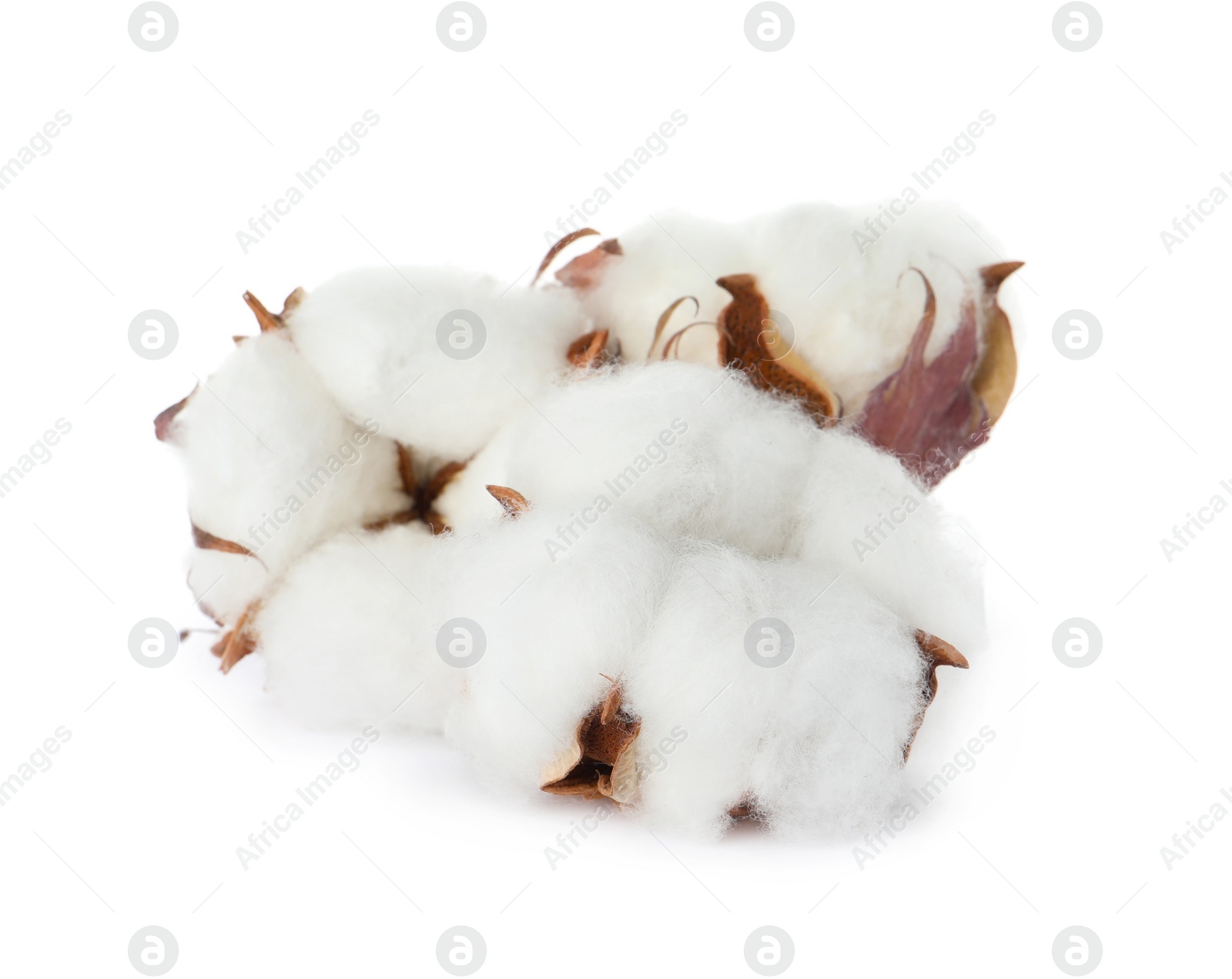 Photo of Beautiful fluffy cotton flowers on white background