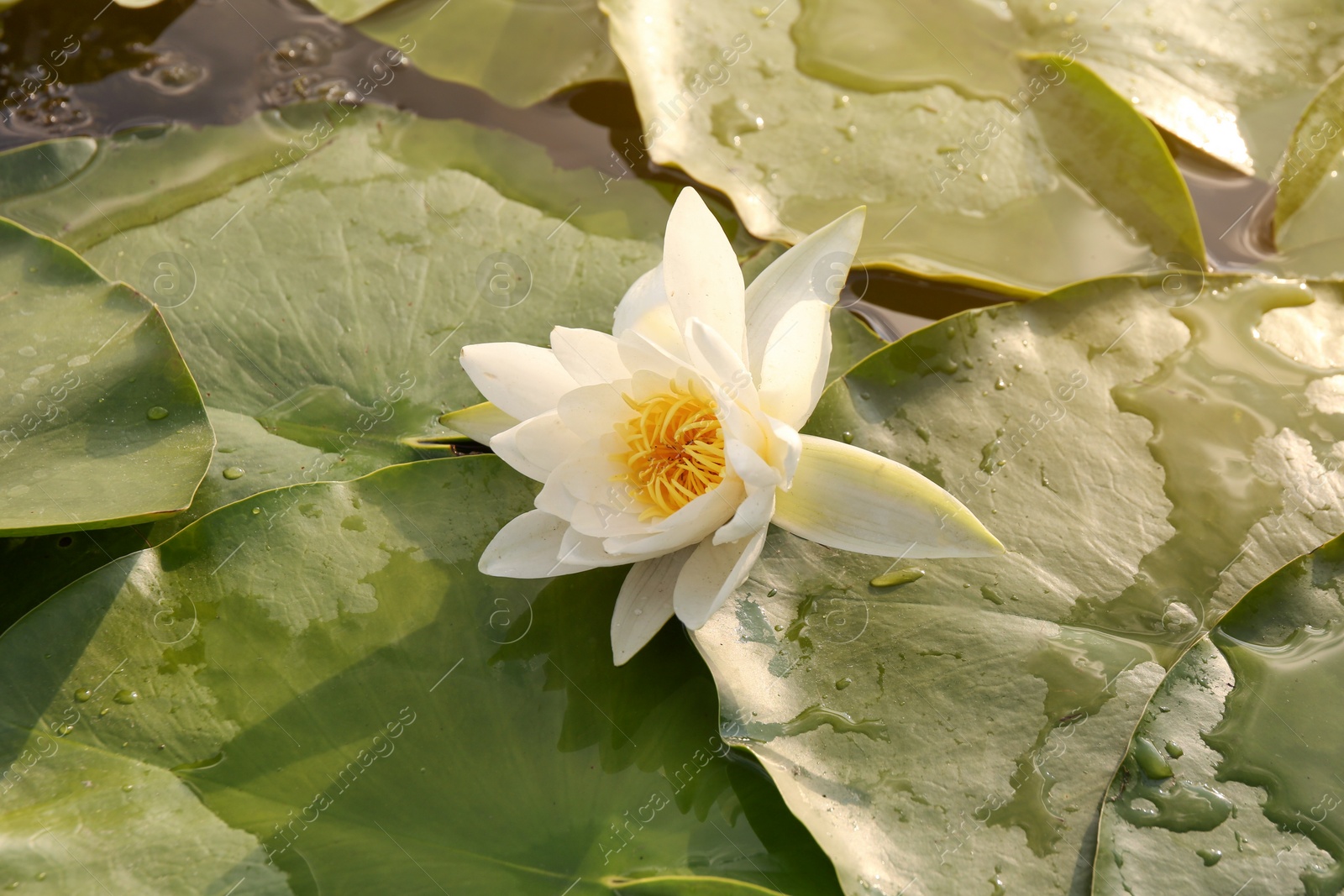 Photo of Beautiful white water lily in pond, closeup