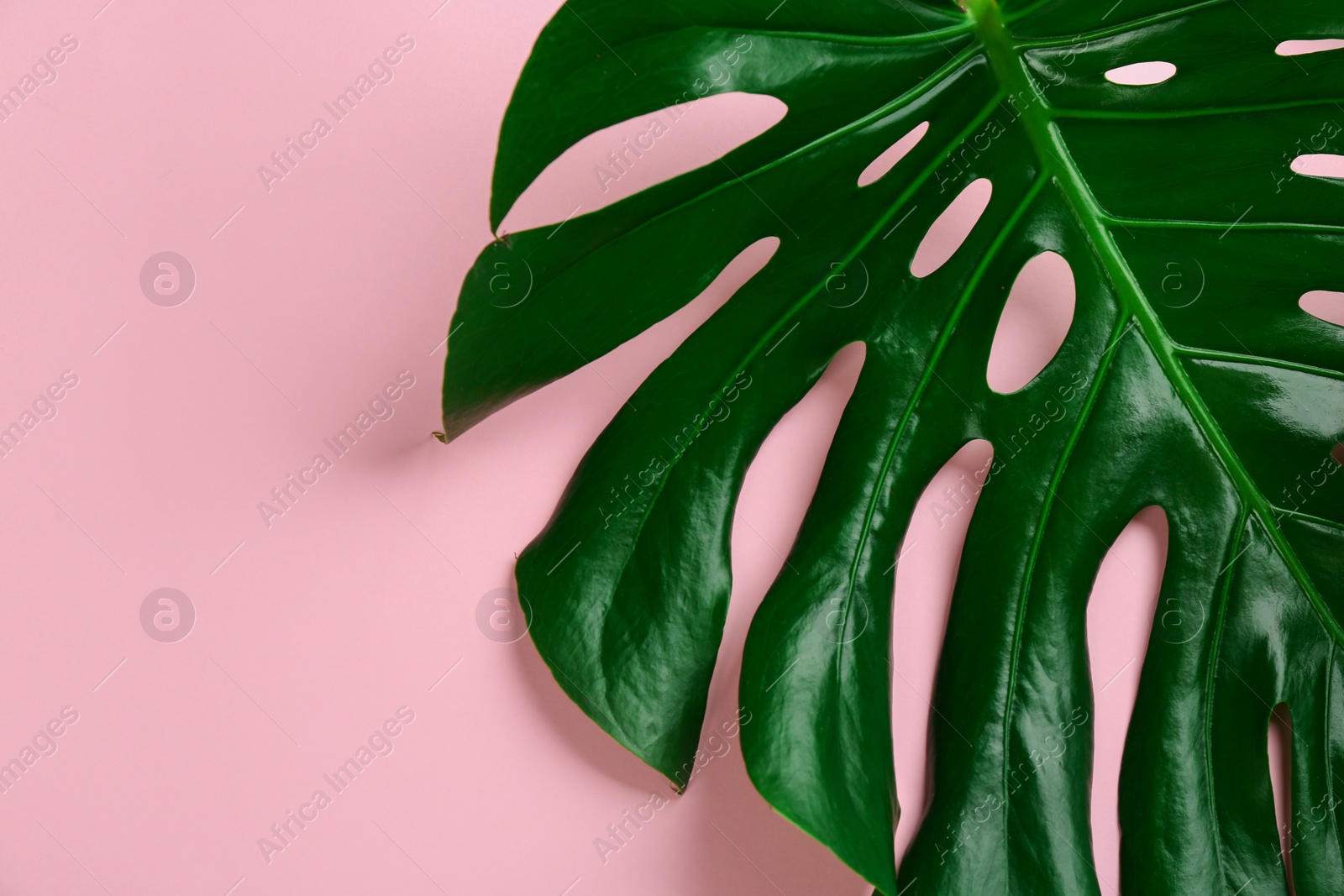 Photo of Beautiful monstera leaf on pink background, top view. Tropical plant
